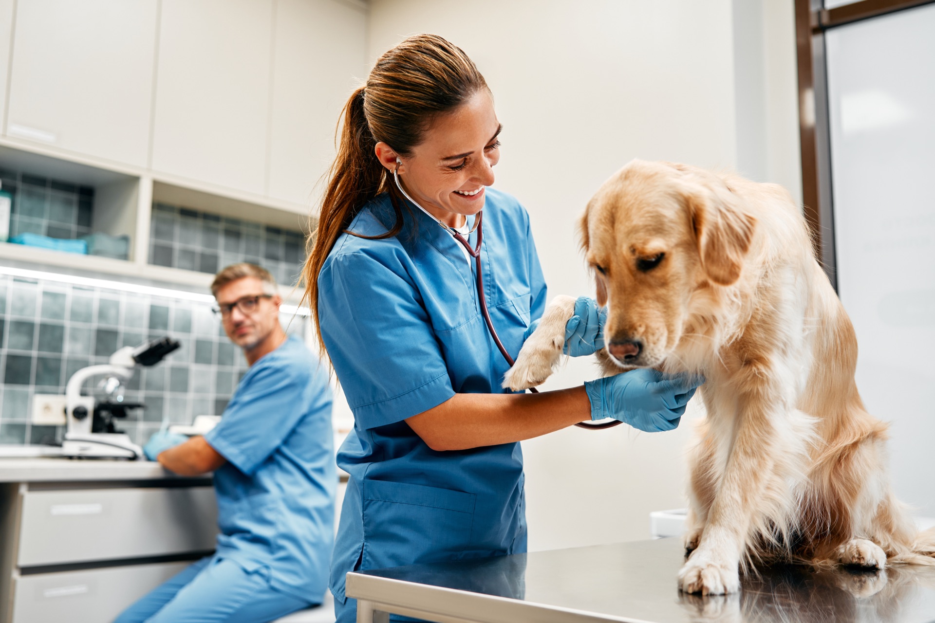 Orthoprovet veterinary orthopaedic implants and instrument trays